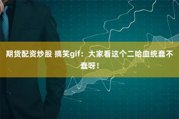 期货配资炒股 搞笑gif：大家看这个二哈血统蠢不蠢呀！